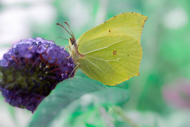 Male Gonepteryx rhamni, commonly named the common brimstone feeding on the nectar of purple loosestrife.