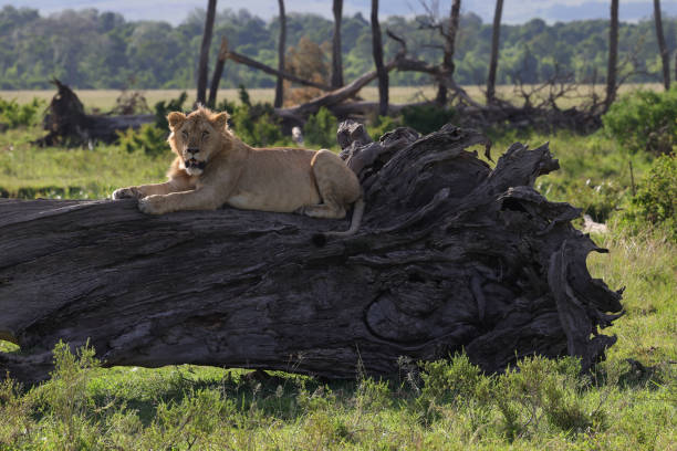 istock young male lion on a dead tree trunk with perfect savannah background 2019507139