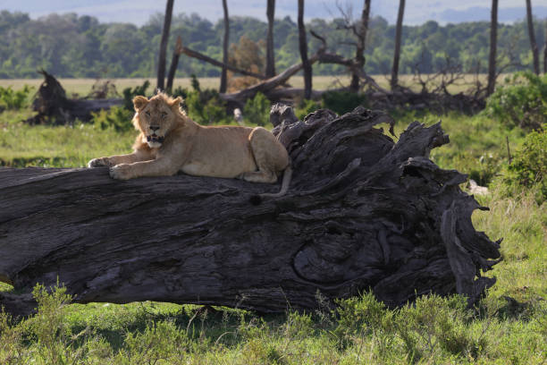 istock young male lion on a dead tree trunk with perfect savannah background 2019507141