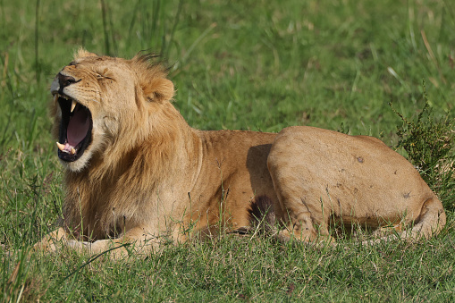 yawning male lion in Maasai Mara NP