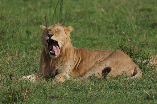 yawning male lion in Maasai Mara NP