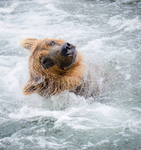 Brown bear shaking head in Brooks river. Katmai National Park. Alaska.