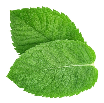 Mint leaves isolated on white background. Mint clipping path. Food photography