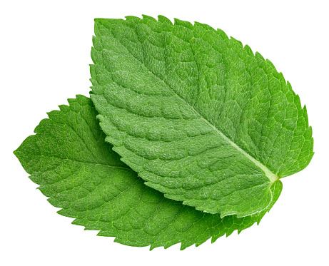Mint leaves isolated on white background. Mint clipping path. Food photography