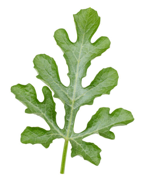 istock Watermelon leaves isolated Clipping Path 2019527926