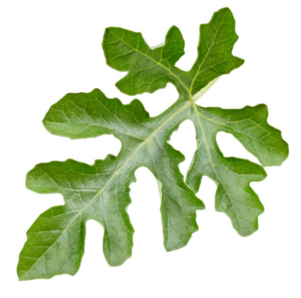 istock Watermelon leaves isolated Clipping Path 2019528430