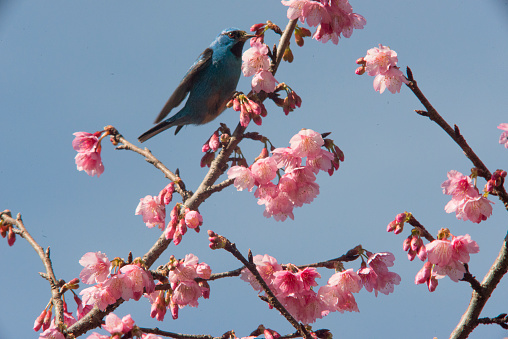 Bird in the cherry tree