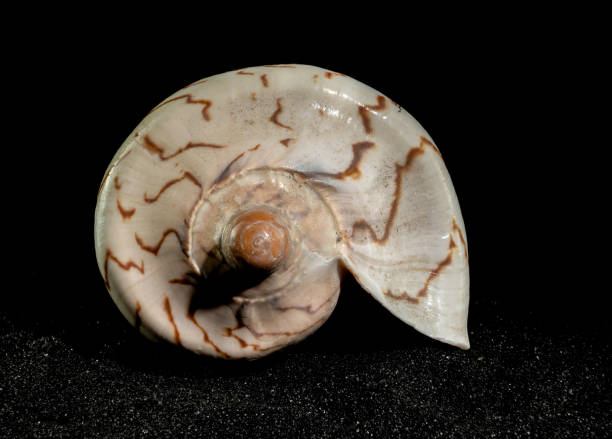 istock Cymbiola nobilis Seashell on a black sand background 2019541076