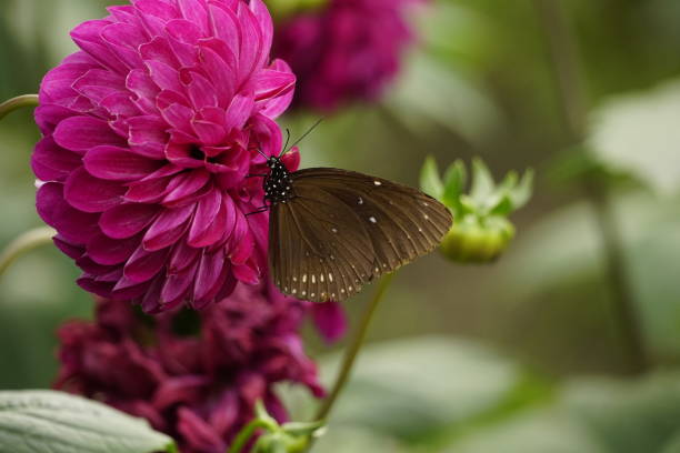 istock Close-up of Euploea midamus butterfly perched on a flower 2019541603