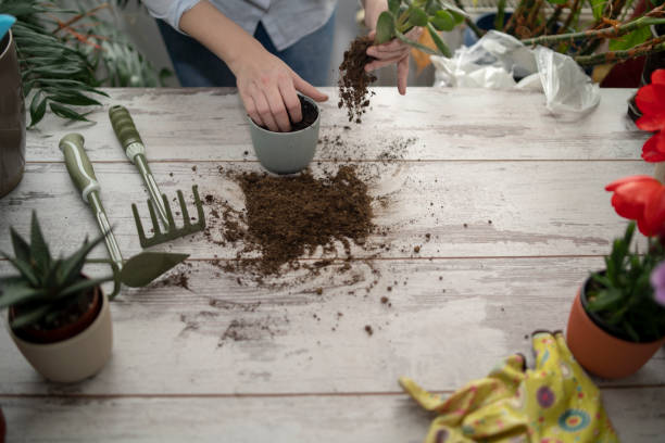 istock Florist busy with her hobby 2019554001