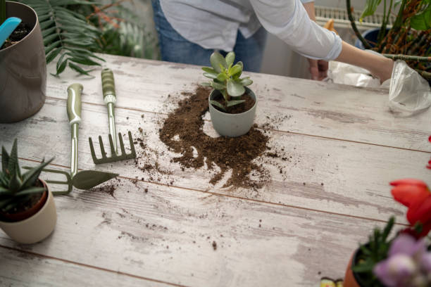 istock Florist busy with her hobby 2019555031