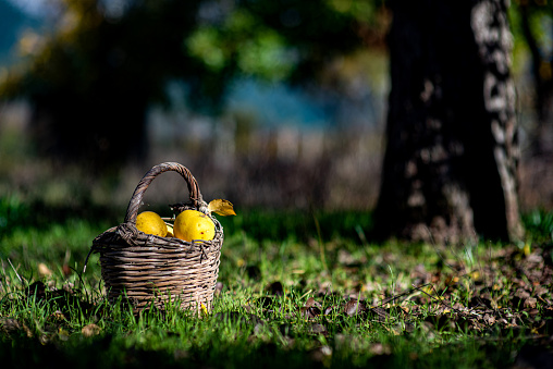 A basket full of quinces in the garden