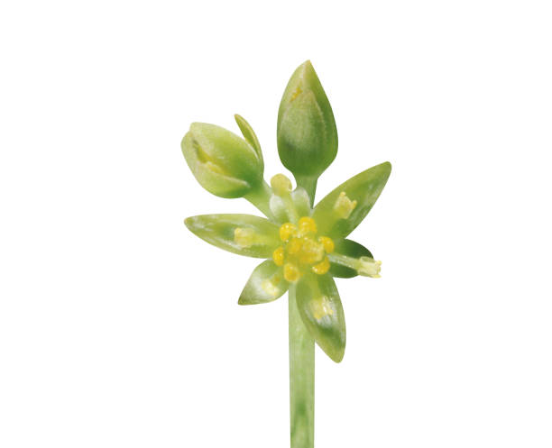 istock sassafras flower or deciduous flower 2019574735