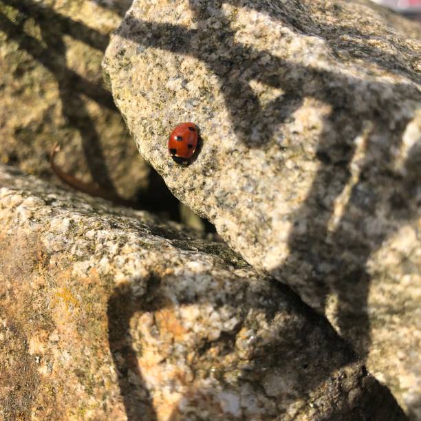 istock A close up of a ladybug on a stone 2019589184