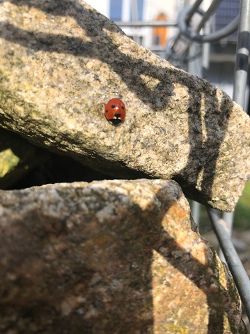 A ladybug on a rock in a garden