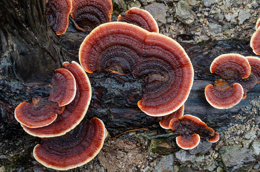 mushroom should be Hypholoma fasciculare