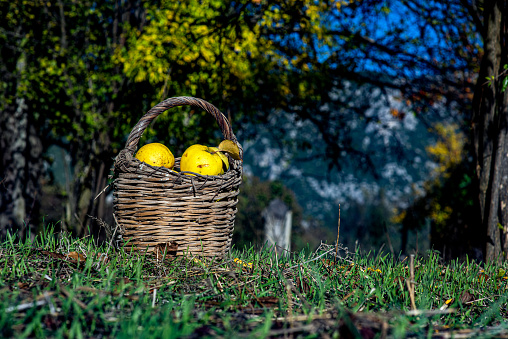 Quinces collected in a basket in the garden - Bottom shot