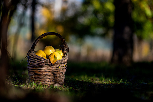 a wooden basket full of chestnuts during the harvest in autumn on blur baskground