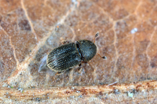 Bark Beetle (Scolytidae, Scolytinae) of genus Liparthrum living in Gran Canaria, Spain.