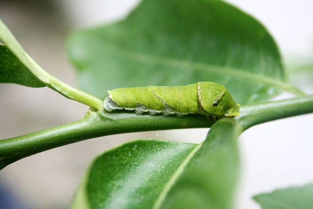 Small caterpillar on tree leaf in the garden