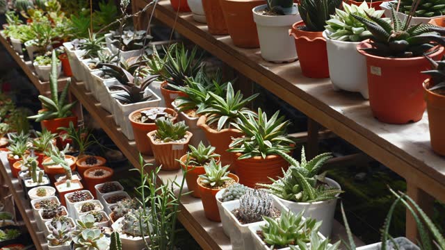 Variety of succulent plants in terracotta pots