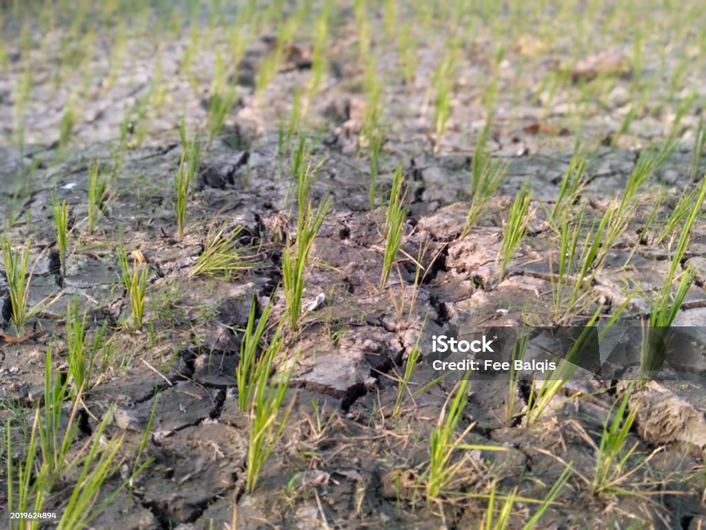 Fail Rice Prolonged Drought Causes Rice Not To Grow Properly And Crops Fail Stock ...