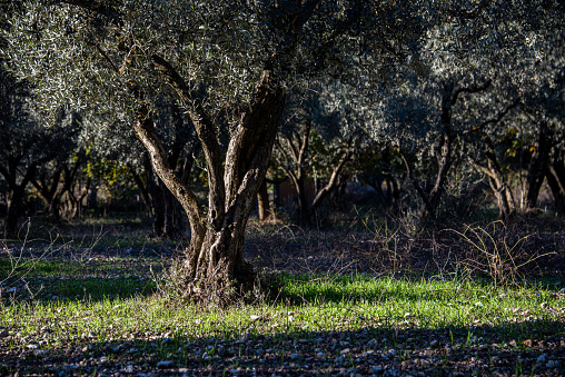 Olive tree garden