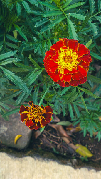 istock Beautiful red marigold flower blooming 2019629598