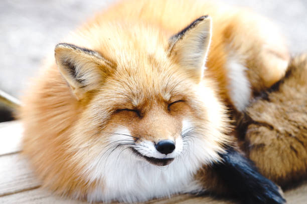 The smiling fox king with closed eyes