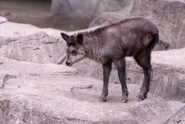 istock Baby Japanese serow walking 2019651131