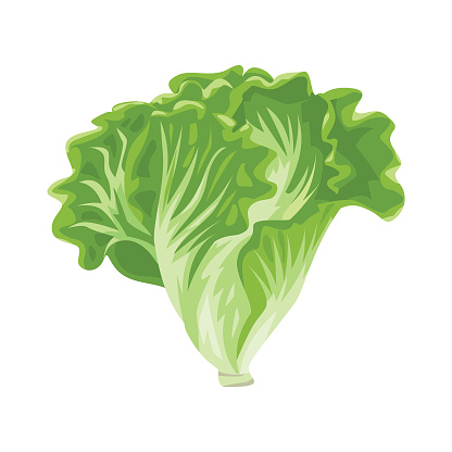 Green lettuce bunch, vector illustration isolated on white background