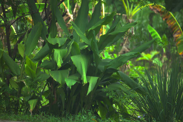 istock New leaves on a bush stock photo 2019659874