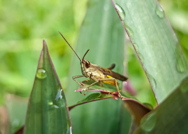 istock Common field grasshopper sitting on a green leaf macro photography in summertime. 2019663501