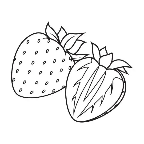 Vector illustration of Strawberry and slices of strawberries.