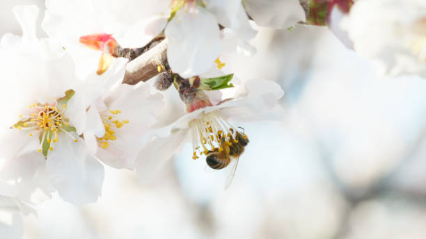 istock Bee Animal Working With Pollen From A White Almond Blossoms 2019669193