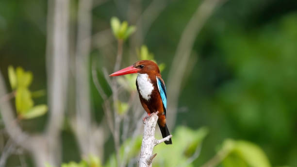 istock White-throated kingfisher perched on branch in natural habitat. 2019678895