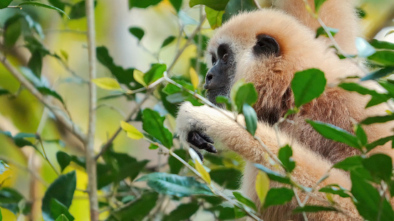 White-handed gibbon swings from branch to branch in the dense forest