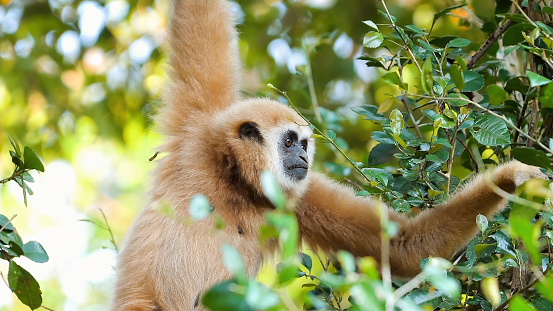 Common gibbon swinging from rope with blue sky in background