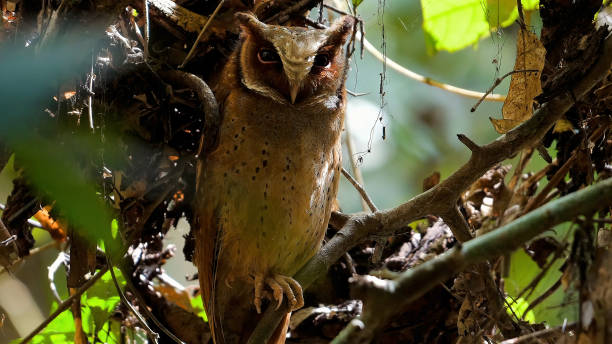 istock Camouflaged owl perched discreetly amid lush forest foliage. 2019691738