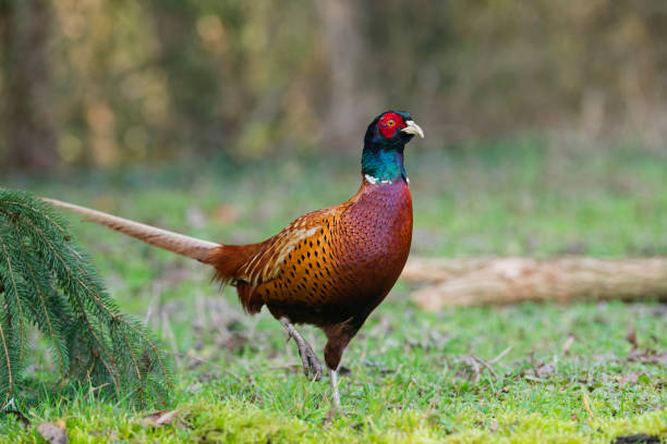 istock male pheasant in the countryside 2019692796