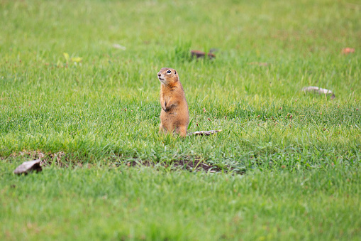 Gopher stands in the grass on a summer day