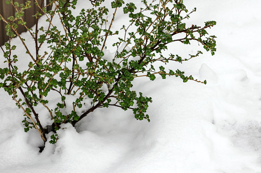 Snow on Green Leaves in Early Spring Garden on Snow Covered Ground with Space for Text.  Spring Problem, Climate Change, Bad Weather, Harvest Losses concept.