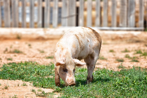 Big pink dirty pig in the barnyard close up