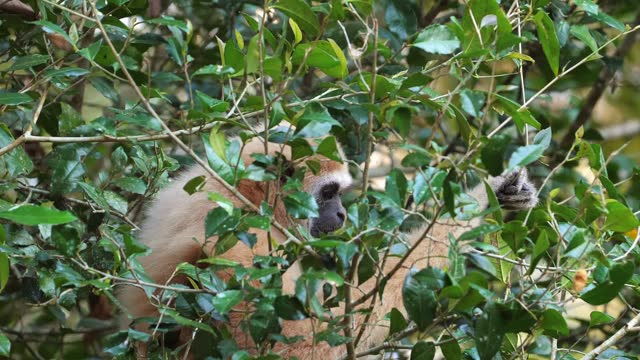 Wild monkey peeking through lush green foliage in natural habitat. Wildlife and nature.