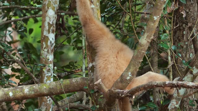 Golden monkey climbing tree in natural habitat. Wildlife and nature.