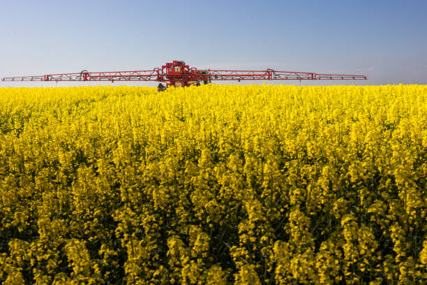istock Tractor spraying yellow oilseed field 2019715671