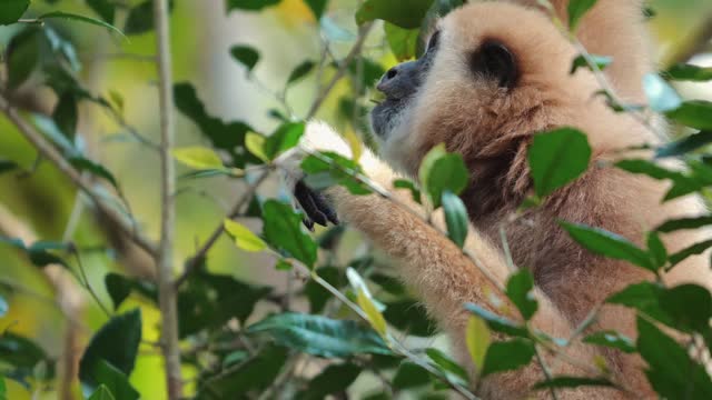 Gibbon gently holding onto green leaves amidst forest habitat
