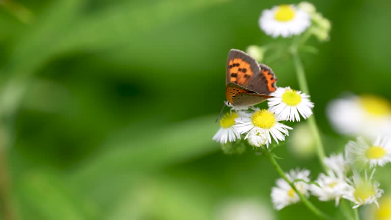 4K slow motion video of Small Copper sucking nectar from a white flower.