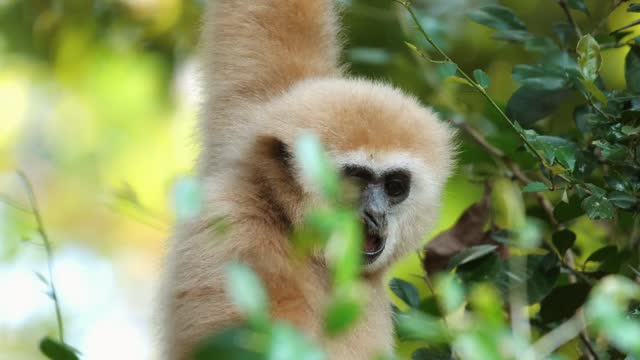 White-faced gibbon amidst lush foliage in natural habitat. Wildlife and conservation.