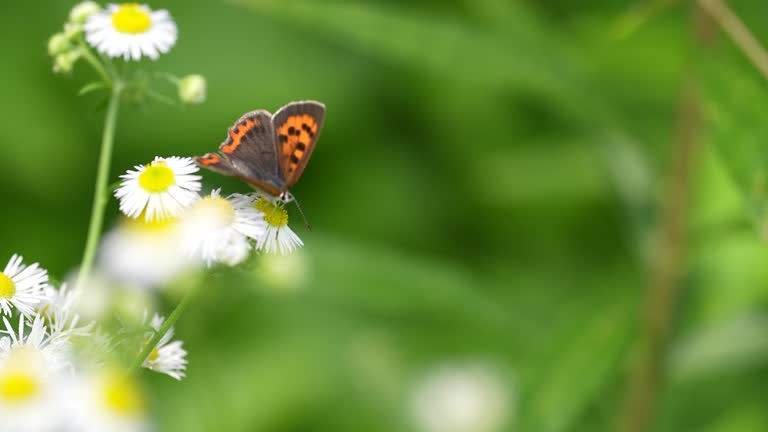 4K slow motion video of Small Copper sucking nectar from a white flower.